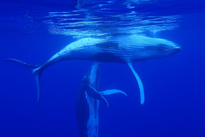 Whale watching 6 people half day - Searching for humpbacks around Moorea