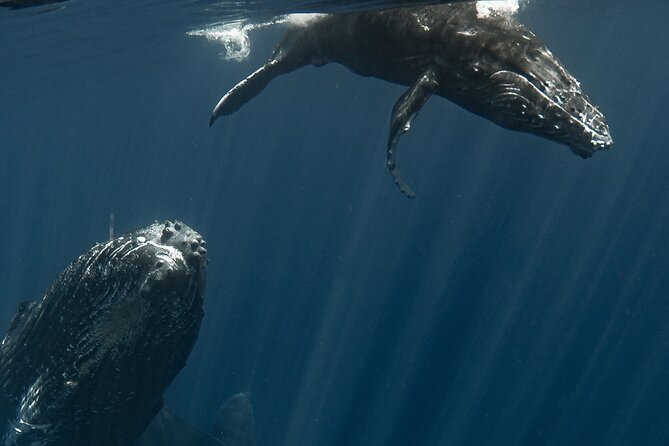 Whale Watching Activity - Reef snorkeling and turtles add another layer