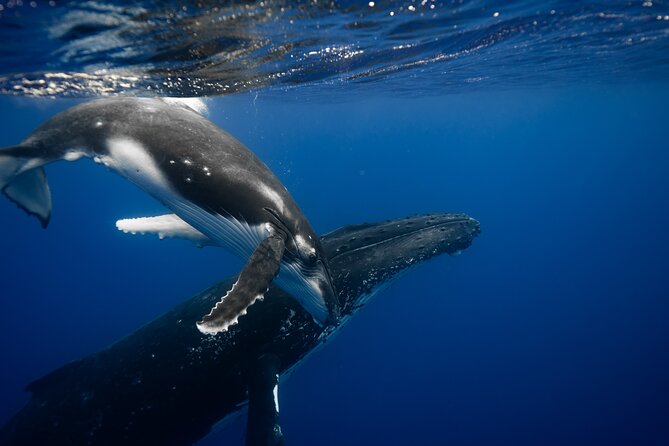 Whale watching and snorkelling in Moorea - Key points at a glance