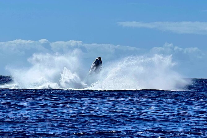 Whale watching and snorkelling in Moorea - Why this Moorea whale trip feels different