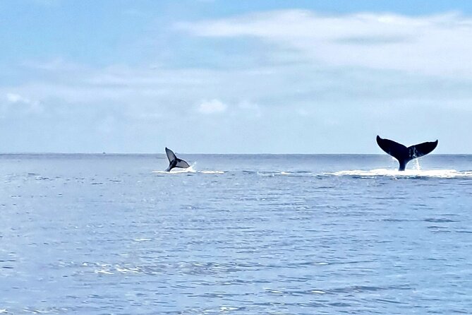 Whale watching and snorkelling in Moorea - Entering the open ocean with the whales