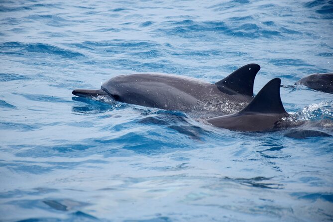 Whale watching and snorkelling in Moorea - Why sea conditions matter so much