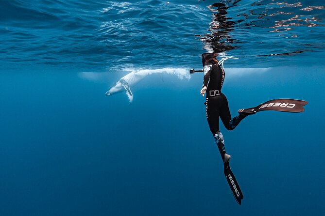 Whale watching and snorkelling in Moorea - The crew’s approach to safety and animal welfare