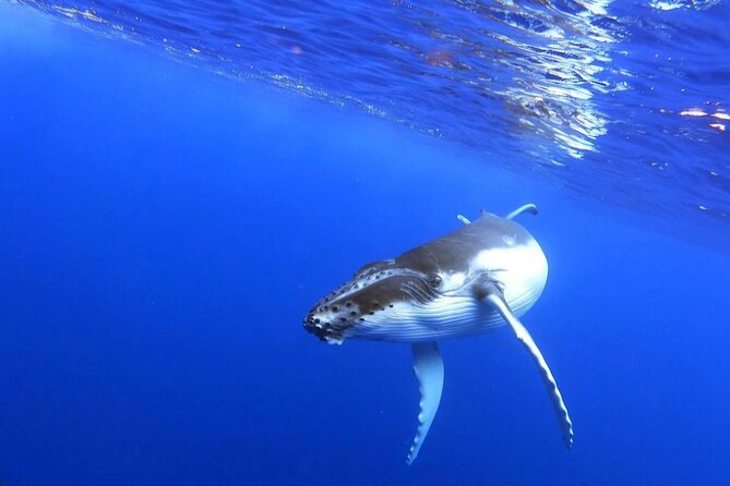 Whale watching and snorkelling in Moorea - A realistic look at the four-hour itinerary
