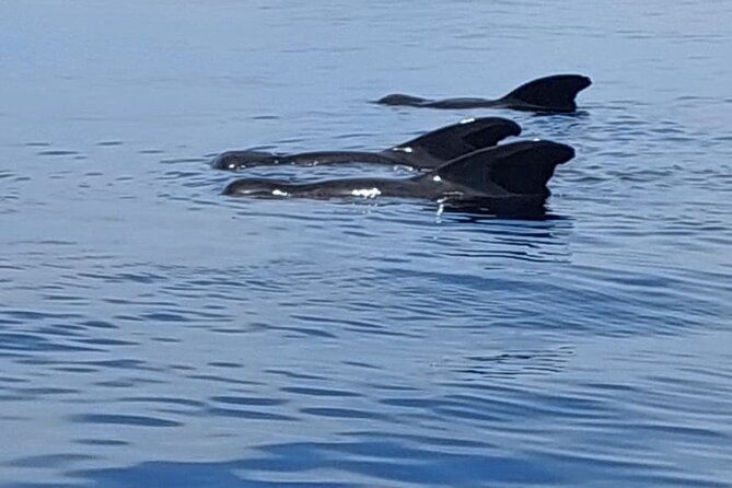 Whale watching and snorkelling in Moorea - Is $230.78 a fair price?