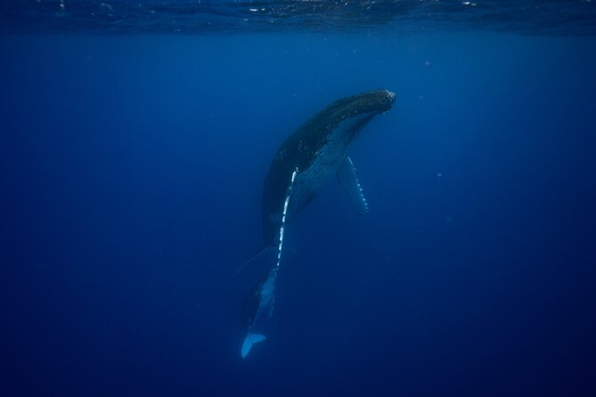 Whale watching and snorkelling in Moorea - What you may see from the boat