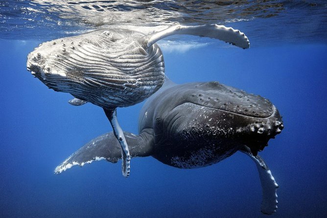 Whale Watching Bora Bora - From hotel pickup to open ocean