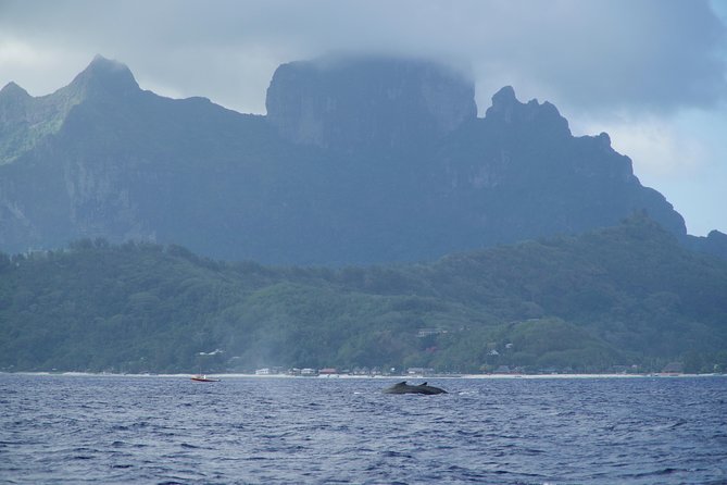 Whale Watching Bora Bora - Timing, comfort, and the price of a missed sighting