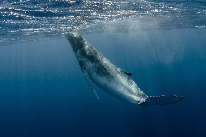 Whale Watching Bora Bora - The search can take an hour or more