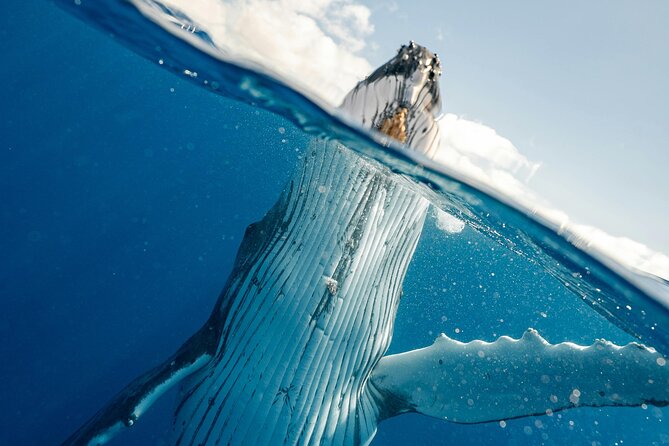 Whale watching DE Humpback West Coast of Tahiti - The optional water encounter