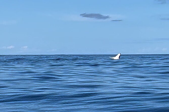 Whale watching DE Humpback West Coast of Tahiti - Safety rules that affect the experience