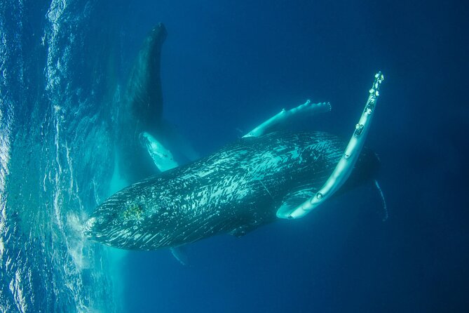 Whale watching DE Humpback West Coast of Tahiti - The value of the $167.34 price
