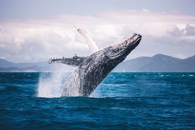 Whale watching DE Humpback West Coast of Tahiti - Who will enjoy this trip most
