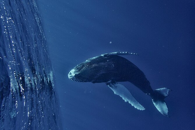 Whale watching DE Humpback West Coast of Tahiti - Leaving Taapuna at 7:30 am