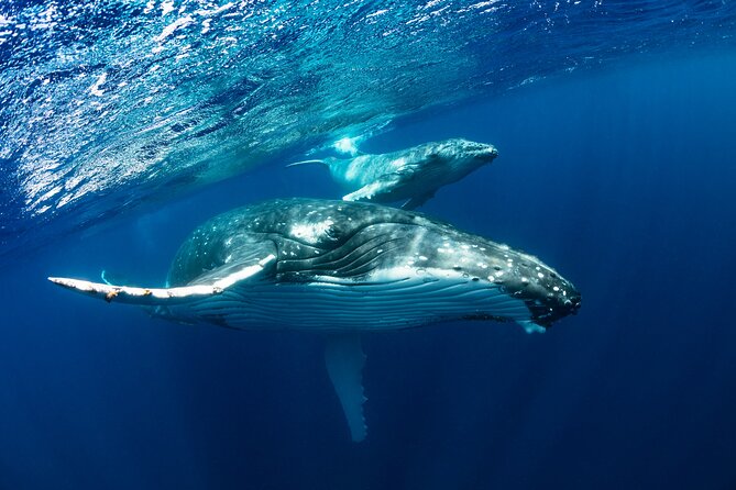 Whale watching DE Tahiti Peninsula - Watching whales without rushing them
