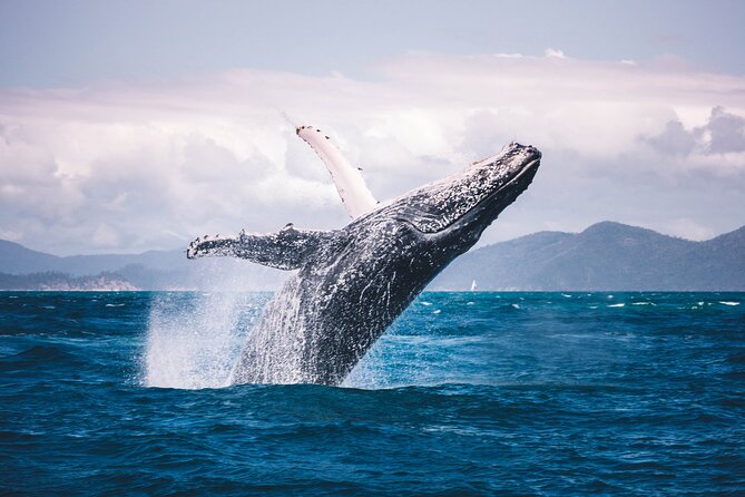 Whale watching DE Tahiti Peninsula - The optional in-water encounter