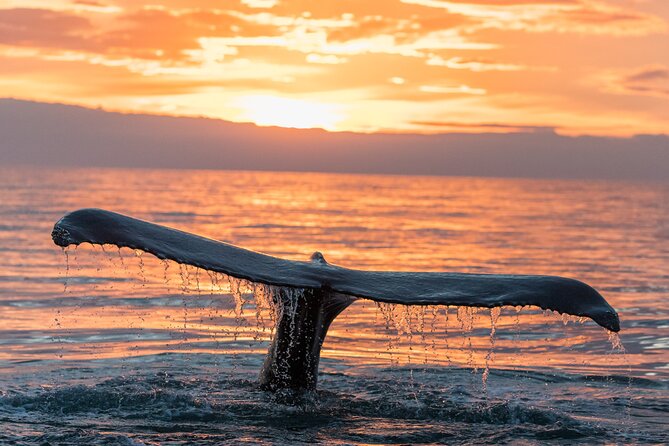 Whale watching DE Tahiti Peninsula - What is included for the price