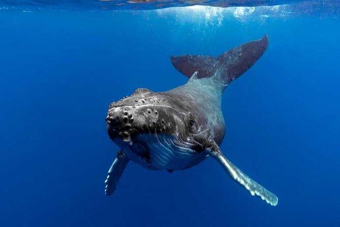 Whale watching in Moorea - Moorea’s humpbacks arrive in the warm season