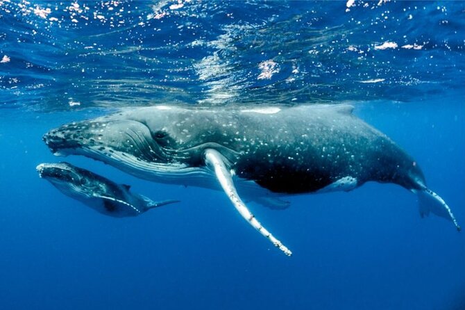 Whale watching in Moorea - The whale encounter is active, not passive