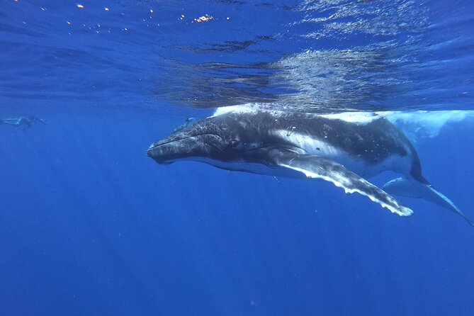 Whale watching in Moorea - The lagoon stop adds real value