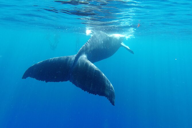 Whale watching in Moorea - The open sea is the main physical challenge