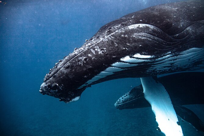 Whale watching in Moorea - Weather and cancellation rules