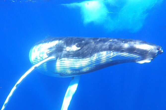 Whale watching in Moorea - Why the small boat matters