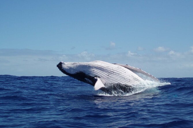 Whale watching in the calm of the peninsula with Tātahi tours - Key points at a glance