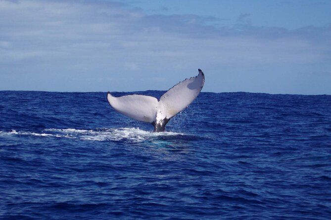 Whale watching in the calm of the peninsula with Tātahi tours - A quiet departure into Tahiti’s whale country