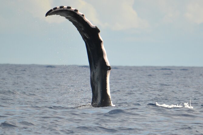 Whale watching in the calm of the peninsula with Tātahi tours - Reaching Fenua Aihere by boat only