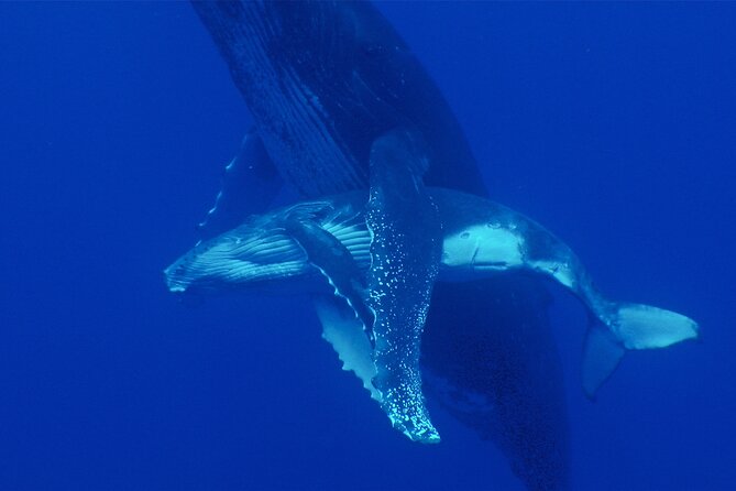 Whale watching in the calm of the peninsula with Tātahi tours - How the whale search works