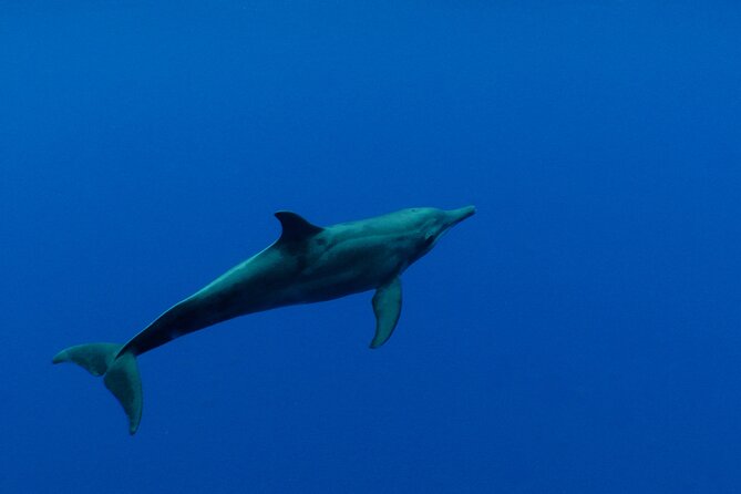 Whale watching in the calm of the peninsula with Tātahi tours - Entering the water with care