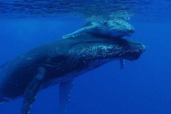 Whale watching in the calm of the peninsula with Tātahi tours - What the small group means for you