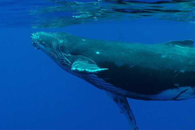 Whale watching in the calm of the peninsula with Tātahi tours - Meeting point and timing details
