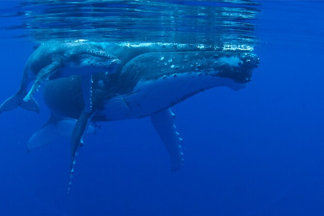 Whale watching in the calm of the peninsula with Tātahi tours - Why Teahupoo adds more than a whale sighting