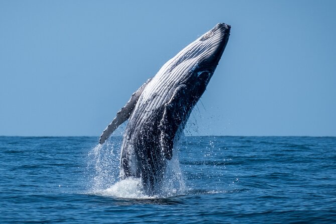 Whale Watching Moorea (non-swimming) - Four hours on Moorea’s open water