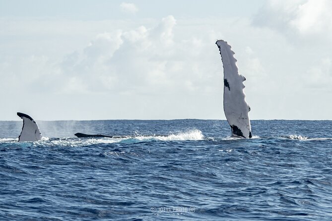 Whale Watching Moorea (non-swimming) - The conditional shark and stingray stop