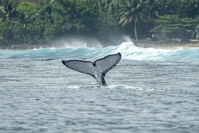 Whale Watching Moorea (non-swimming) - A small boat, a small group, and basic facilities