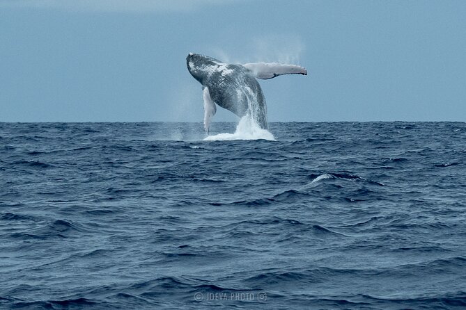 Whale Watching Moorea (non-swimming) - Handling seasickness before it becomes a problem