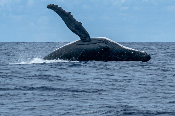 Whale Watching Moorea (non-swimming) - What the price means at $151.83