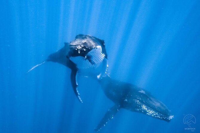 Whale watching on the preserved and quiet coast of Paea (Pk26) - Key points at a glance