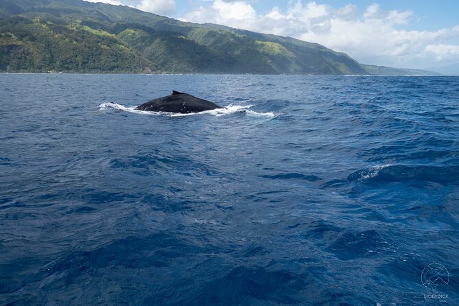 Whale watching on the preserved and quiet coast of Paea (Pk26) - Meeting at PK 27 and getting ready to leave