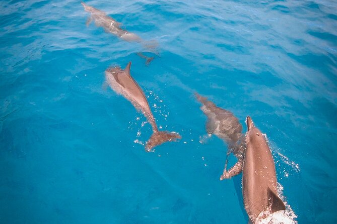 Whale watching on the preserved and quiet coast of Paea (Pk26) - Price and what you receive for $205.27