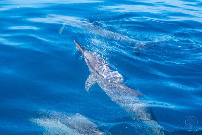 Whale watching on the preserved and quiet coast of Paea (Pk26) - Riding the 28-foot Stenella