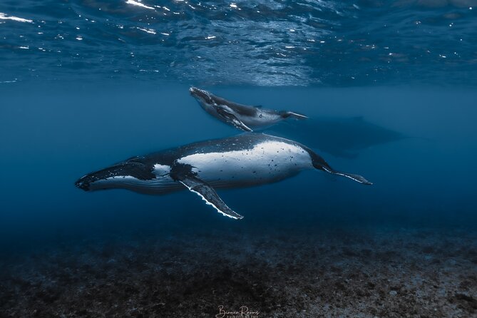 Whale Watching Shared Half Day - Key Points About This Moorea Whale Trip