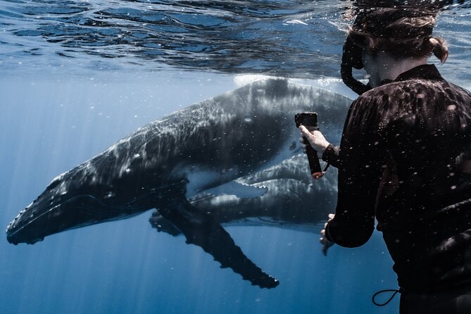 Whale Watching Shared Half Day - Why a Six-Person Group Changes the Experience
