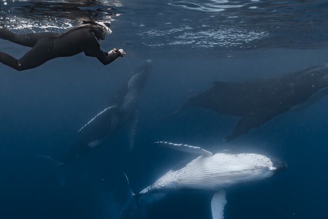 Whale Watching Shared Half Day - The Human Side of the Encounter