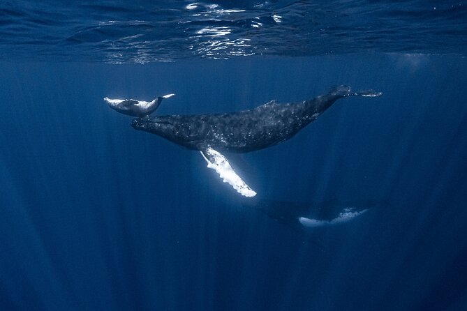 Whale Watching Shared Half Day - Who Should Book This Experience?