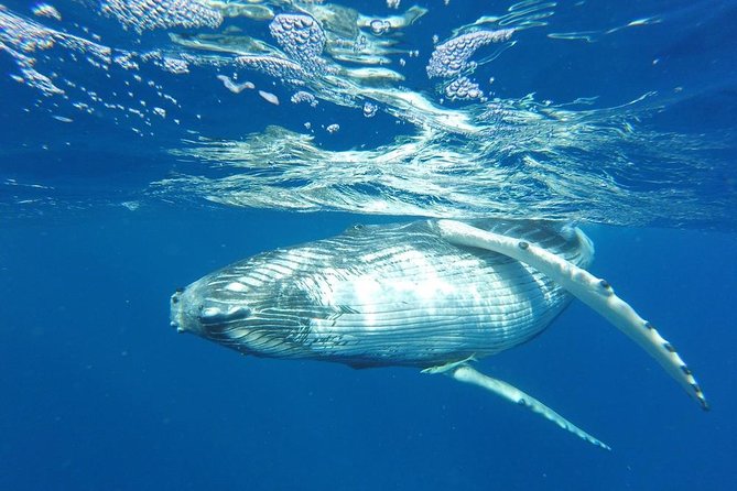 Whale Watching Tours in Bora Bora - Key points to know before booking