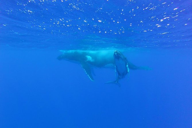 Whale Watching Tours in Bora Bora - A whale trip built around wild behavior